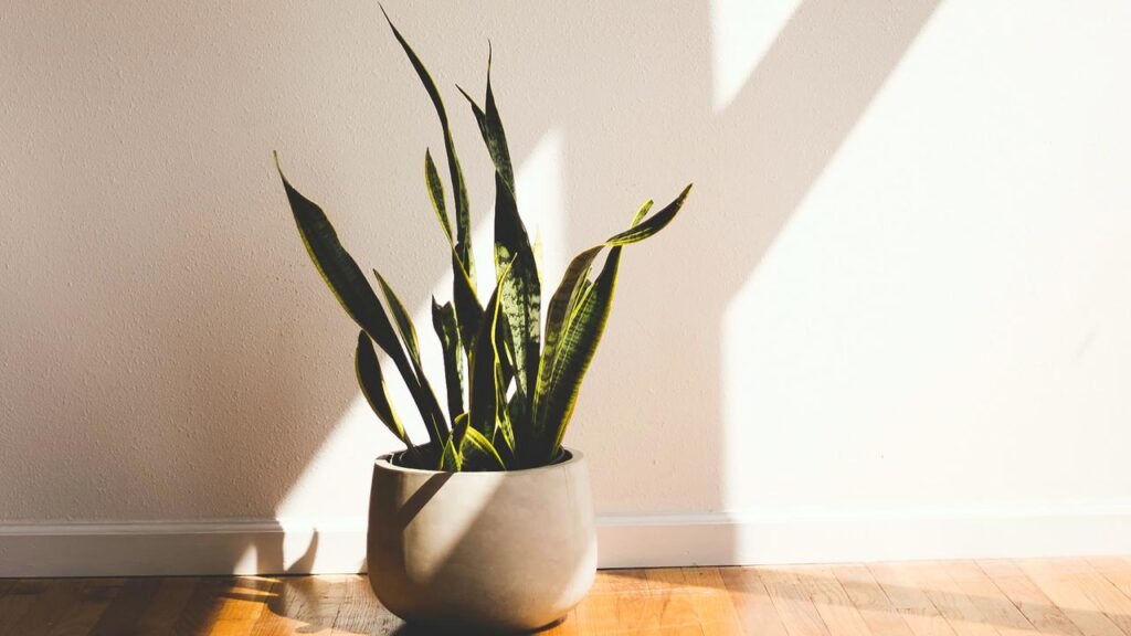 6 Tanaman Indoor untuk Pemula, Jarang Disiram Tetap Membuat Ruangan Adem dan Estetik