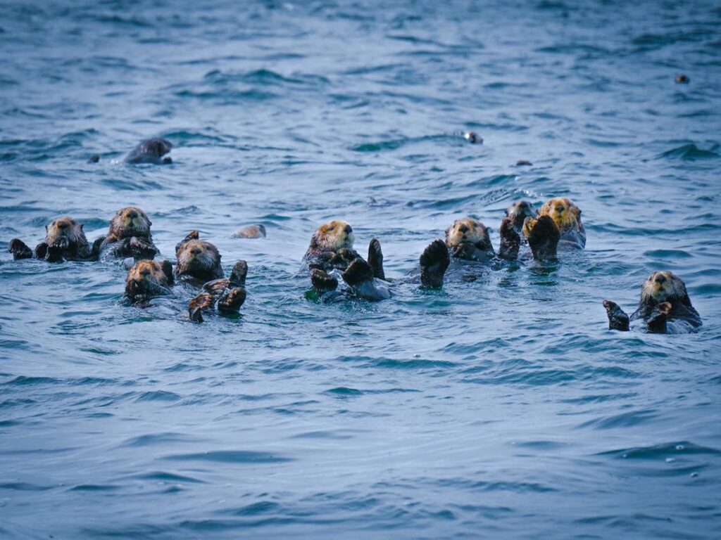 Jika Berang-berang Laut Punah di Alaska, Hutan Kelp Bisa Runtuh dan Pantai Ikut Terancam