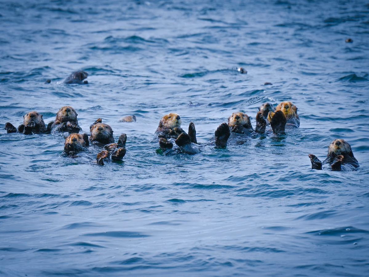 Jika Berang-berang Laut Punah di Alaska, Hutan Kelp Bisa Runtuh dan Pantai Ikut Terancam