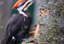 Burung Pelatuk Mematuk Ribuan Kali Tanpa Cedera, Ini Rahasia Tubuhnya