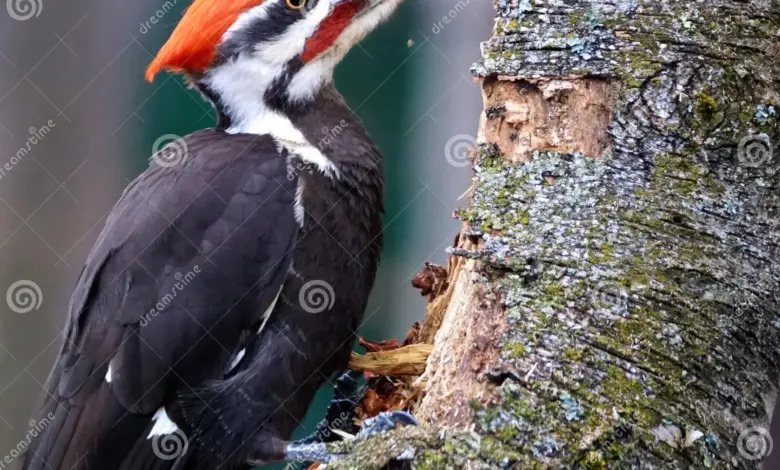 Burung Pelatuk Mematuk Ribuan Kali Tanpa Cedera, Ini Rahasia Tubuhnya