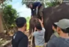 Detik-Detik Indro Tumbang di Tesso Nilo, Gajah Jantan 45 Tahun Tak Tertolong