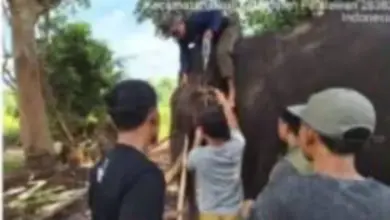 Detik-Detik Indro Tumbang di Tesso Nilo, Gajah Jantan 45 Tahun Tak Tertolong