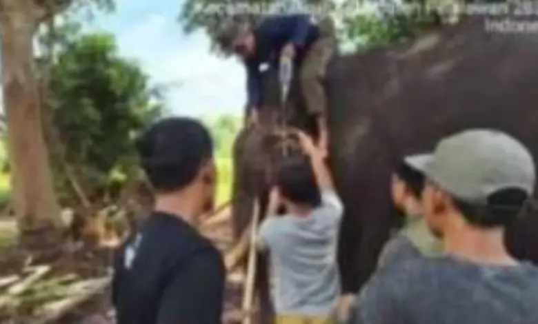 Detik-Detik Indro Tumbang di Tesso Nilo, Gajah Jantan 45 Tahun Tak Tertolong