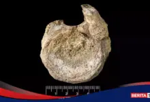 Laci Lama Membuka Jejak Titanosaurus, Fosil Pertama Dinosaurus Antartika Terungkap
