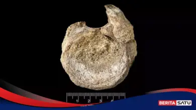 Laci Lama Membuka Jejak Titanosaurus, Fosil Pertama Dinosaurus Antartika Terungkap