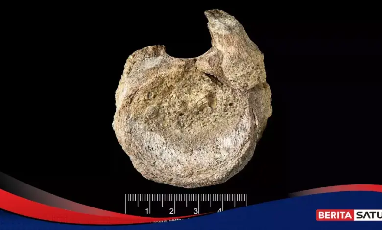 Laci Lama Membuka Jejak Titanosaurus, Fosil Pertama Dinosaurus Antartika Terungkap