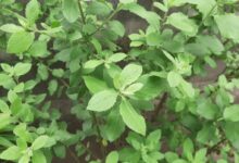 4 Daun Alami Penangkal Bau Badan, Mudah Dibuat Sendiri Di Rumah