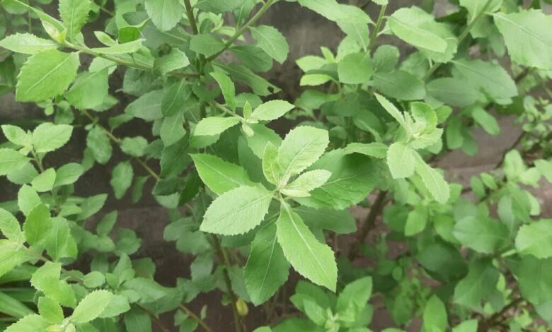 4 Daun Alami Penangkal Bau Badan, Mudah Dibuat Sendiri Di Rumah