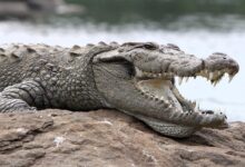 Buaya Rawa Bisa Memancing Mangsa Dengan Ranting, Reptil Ini Ternyata Sangat Cerdas