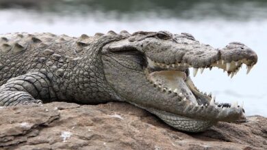 Buaya Rawa Bisa Memancing Mangsa Dengan Ranting, Reptil Ini Ternyata Sangat Cerdas
