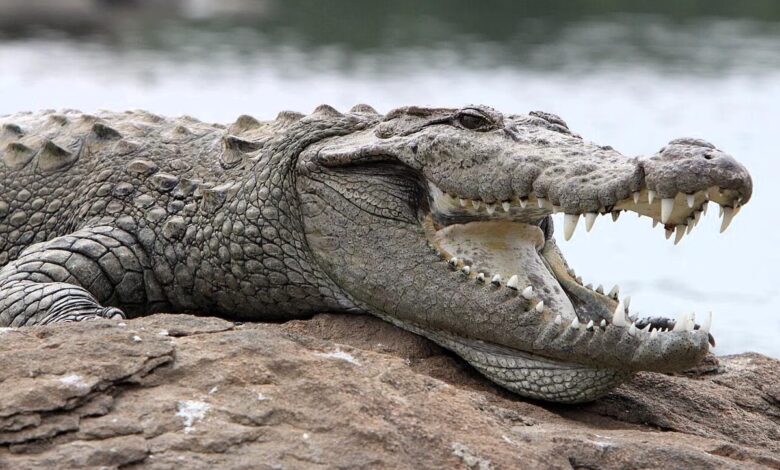 Buaya Rawa Bisa Memancing Mangsa Dengan Ranting, Reptil Ini Ternyata Sangat Cerdas