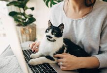 4 Kebiasaan Sepele Ini Bisa Bikin Kucing Stres, Banyak Pemilik Tak Sadar