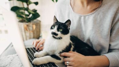 4 Kebiasaan Sepele Ini Bisa Bikin Kucing Stres, Banyak Pemilik Tak Sadar