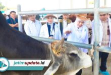Khofifah Apresiasi BBIB Singosari, Semen Beku Wagyu dan Belgian Blue Jadi Kunci Swasembada Daging