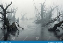 6 Prompt Gemini AI Ini Bikin Foto di Rawa Berkabut Tampak Nyata Tanpa Kehilangan Identitas