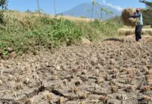 83 ZOM Masuk Puncak Kemarau Juli 2026, Ini Daerah Yang Lebih Dulu Kering
