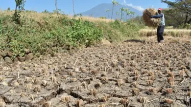 83 ZOM Masuk Puncak Kemarau Juli 2026, Ini Daerah Yang Lebih Dulu Kering