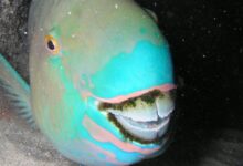 Parrotfish Ternyata “Mencetak” Pasir Pantai, Begini Proses Aneh Di Dalam Tubuhnya