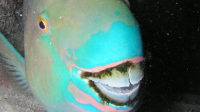 Parrotfish Ternyata “Mencetak” Pasir Pantai, Begini Proses Aneh Di Dalam Tubuhnya