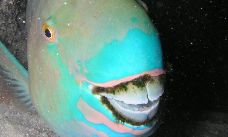 Parrotfish Ternyata “Mencetak” Pasir Pantai, Begini Proses Aneh Di Dalam Tubuhnya