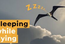 Burung Benar-Benar Bisa Tidur Saat Terbang, Begini Cara Otaknya Tetap Waspada