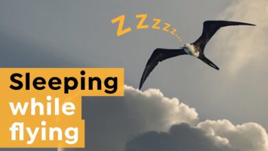Burung Benar-Benar Bisa Tidur Saat Terbang, Begini Cara Otaknya Tetap Waspada