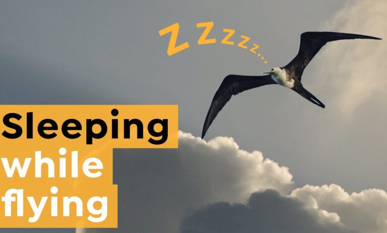Burung Benar-Benar Bisa Tidur Saat Terbang, Begini Cara Otaknya Tetap Waspada