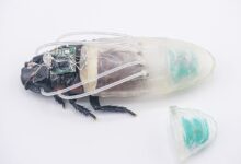 Kecoa “Cyborg” Ini Bisa Bernapas Di Bawah Air Selama Berjam-Jam, Siap Bantu Misi Penyelamatan