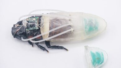 Kecoa “Cyborg” Ini Bisa Bernapas Di Bawah Air Selama Berjam-Jam, Siap Bantu Misi Penyelamatan