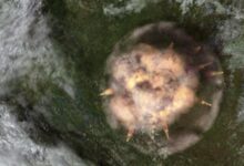 Ledakan Langit Lalu Gempa, Warga Siberia Sempat Kira Kiamat Tiba