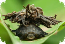Sweetpotato Leaf Beetle Mirip Kura-Kura Mini, Larvanya Pakai Perisai dari Kotoran