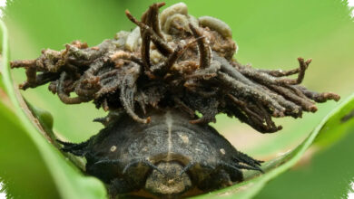 Sweetpotato Leaf Beetle Mirip Kura-Kura Mini, Larvanya Pakai Perisai dari Kotoran