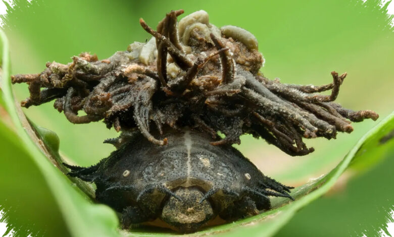 Sweetpotato Leaf Beetle Mirip Kura-Kura Mini, Larvanya Pakai Perisai dari Kotoran