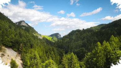 Hutan Pegunungan Tak Sekadar Lebih Dingin, Ini 5 Perbedaan Besarnya dengan Dataran Rendah
