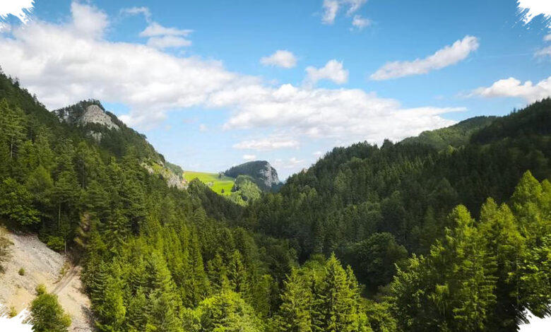 Hutan Pegunungan Tak Sekadar Lebih Dingin, Ini 5 Perbedaan Besarnya dengan Dataran Rendah