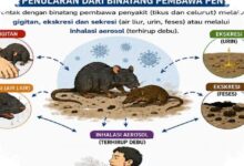 WHO Akhiri Wabah Hantavirus di MV Hondius, 13 Terinfeksi 3 Tewas