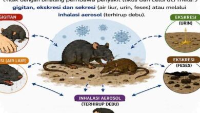 WHO Akhiri Wabah Hantavirus di MV Hondius, 13 Terinfeksi 3 Tewas