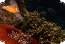 Australia Lega Napas, UNESCO Tak Masukkan Great Barrier Reef ke Daftar Bahaya