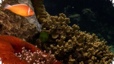 Australia Lega Napas, UNESCO Tak Masukkan Great Barrier Reef ke Daftar Bahaya