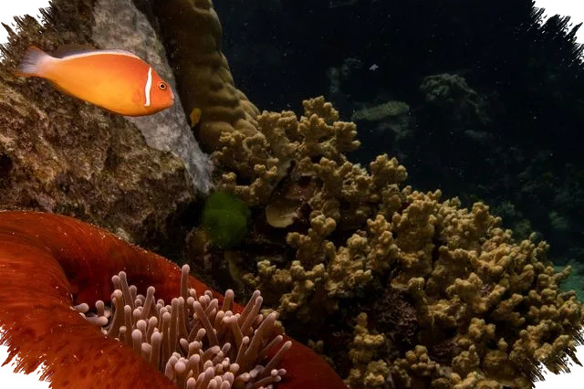 Australia Lega Napas, UNESCO Tak Masukkan Great Barrier Reef ke Daftar Bahaya