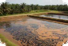 Limbah Sawit yang Selama Ini Mencemari, Kini Diubah Mikroalga Jadi Energi dan Produk Bernilai