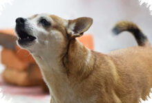 Kenapa Anjing Kecil Sering Terlihat Lebih Galak, Ternyata Ada 6 Penyebab yang Saling Terkait