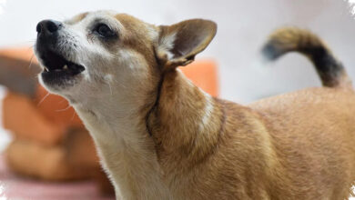 Kenapa Anjing Kecil Sering Terlihat Lebih Galak, Ternyata Ada 6 Penyebab yang Saling Terkait