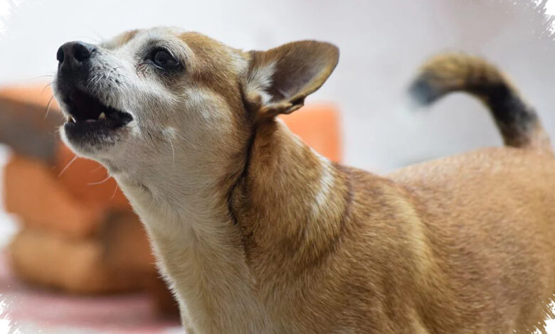 Kenapa Anjing Kecil Sering Terlihat Lebih Galak, Ternyata Ada 6 Penyebab yang Saling Terkait