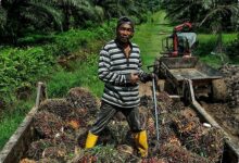 Harga Sawit Naik di Musi Rawas, Petani Kembali Rawat Kebun dengan Maksimal
