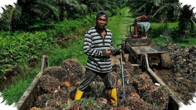 Harga Sawit Naik di Musi Rawas, Petani Kembali Rawat Kebun dengan Maksimal