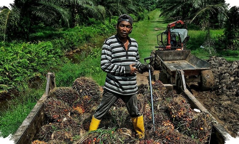Harga Sawit Naik di Musi Rawas, Petani Kembali Rawat Kebun dengan Maksimal