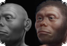 Homo Floresiensis Diduga Bukan Pemburu Stegodon, Komodo Lebih Dulu Menguasai Bangkai