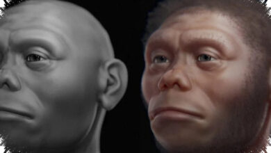 Homo Floresiensis Diduga Bukan Pemburu Stegodon, Komodo Lebih Dulu Menguasai Bangkai
